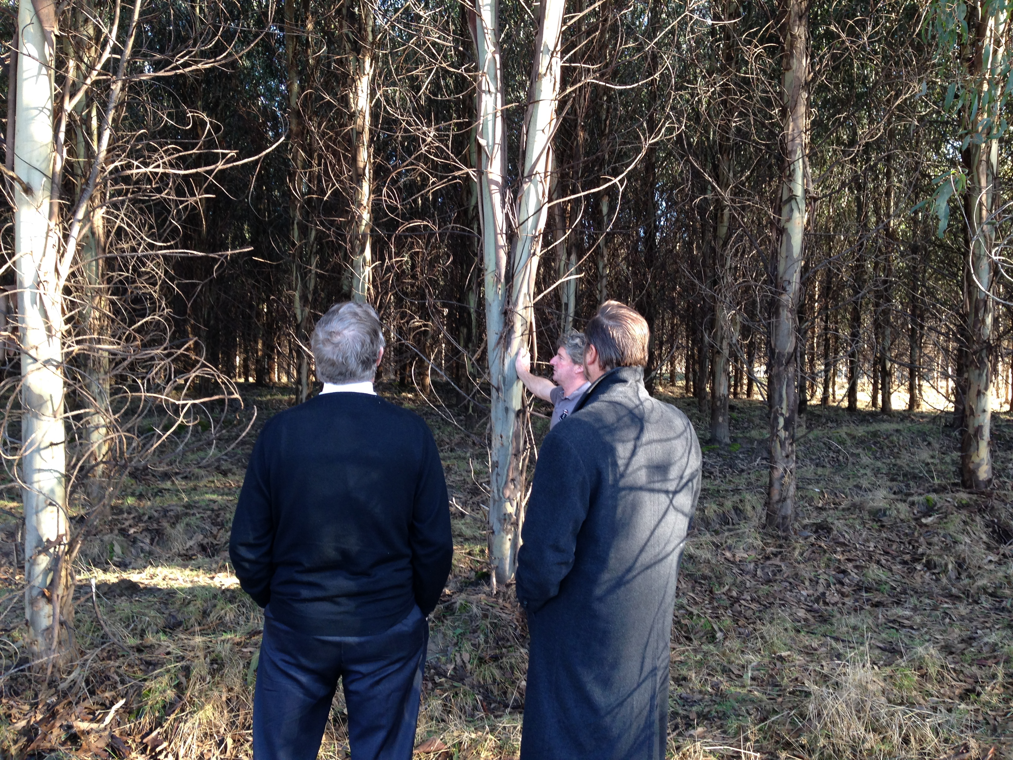 The committee examine a plantation near Launceston where tree growth rates did not meet the expectations outlined in the prospectus, 5 August 2015.